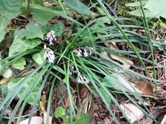 Ophiopogon japonicus