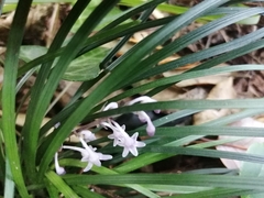 Ophiopogon japonicus