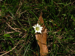 Gentiana scabrida