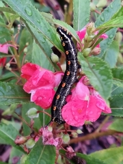 Theretra oldenlandiae