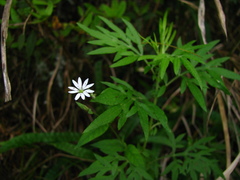 Stellaria vestita