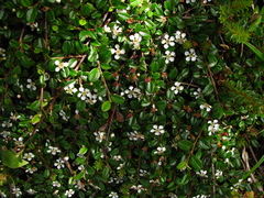 Cotoneaster morrisonensis