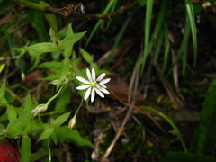 Stellaria vestita