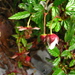 Rubus cardotii - Photo (c) Yaling Lin, algunos derechos reservados (CC BY-NC), subido por Yaling Lin