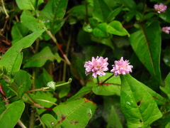 Persicaria runcinata