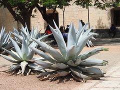 Agave guiengola