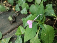 Impatiens