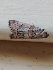 Promylea lunigerella