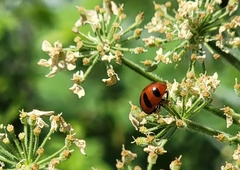 Coccinella monticola