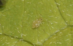 Deuterosminthurus