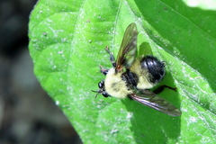 Laphria thoracica