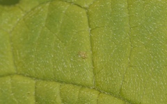 Deuterosminthurus
