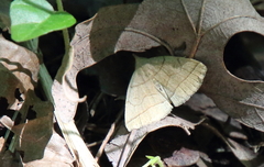 Zanclognatha marcidilinea