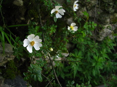 Rosa transmorrisonensis