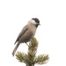 Chickadees and Allies - Photo (c) Sergey Yeliseev, some rights reserved (CC BY-NC-ND)