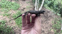 Sceloporus asper