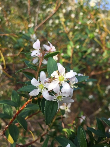 Image of Agathosma crenulata by (c) Caroline Voget, some rights reserved (CC BY)