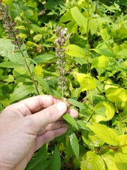 Teucrium canadense occidentale