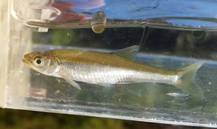 Lythrurus umbratilis