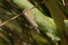 Agriphila straminella