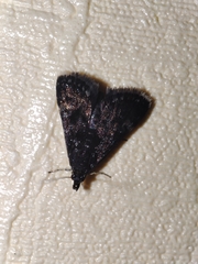 Heliothela wulfeniana