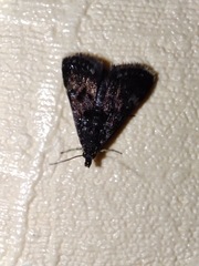 Heliothela wulfeniana