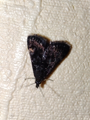Heliothela wulfeniana