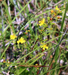 Hypericum brachyphyllum
