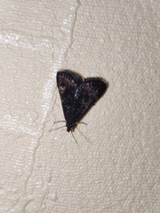 Heliothela wulfeniana