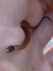 Storeria occipitomaculata obscura