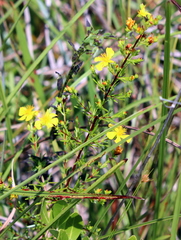 Hypericum brachyphyllum