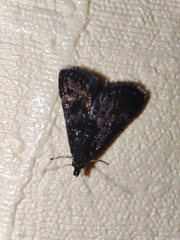 Heliothela wulfeniana