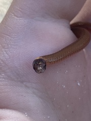 Storeria occipitomaculata obscura