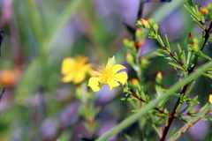 Hypericum brachyphyllum