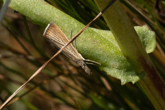 Agriphila straminella