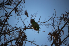 Thectocercus acuticaudatus