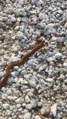 Storeria occipitomaculata obscura