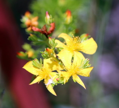 Hypericum brachyphyllum