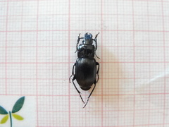 Pterostichus dissimilis
