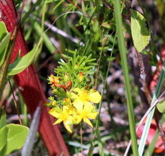 Hypericum brachyphyllum