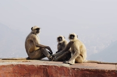 Semnopithecus entellus