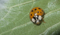Harmonia axyridis