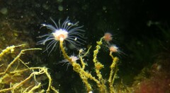Ectopleura marina