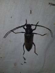 Enaphalodes hispicornis