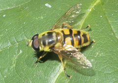 Myathropa florea