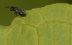 Deuterosminthurus