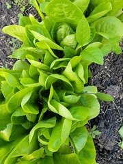 Lactuca sativa longifolia