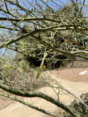 Parkinsonia