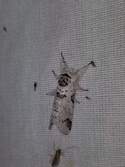 Furcula scolopendrina