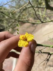 Parkinsonia